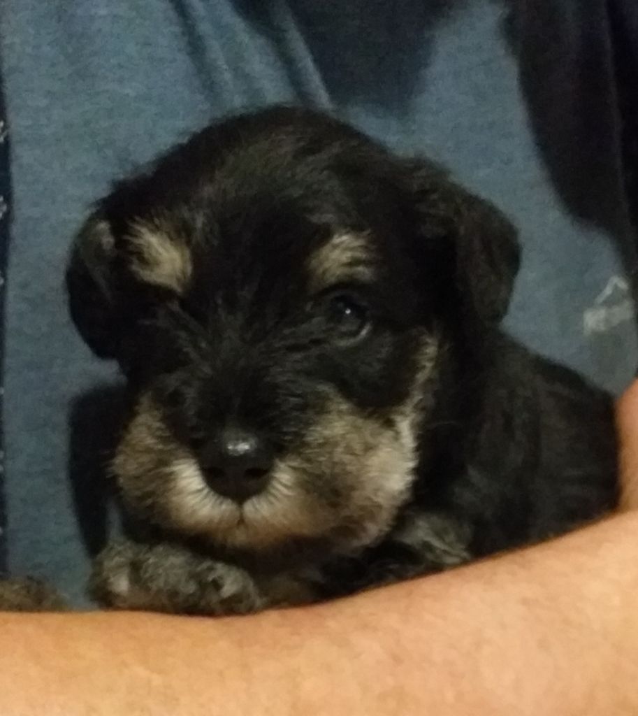 Du Fuseau D'Argent - Chiot disponible  - Schnauzer miniature