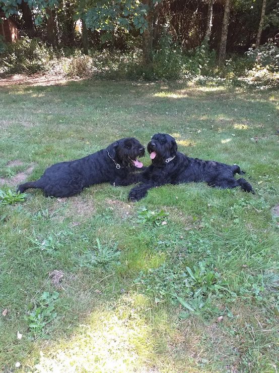 gestation confirmée