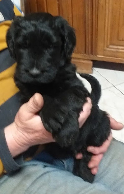 Du Fuseau D'Argent - Schnauzer Geant - Portée née le 02/10/2025